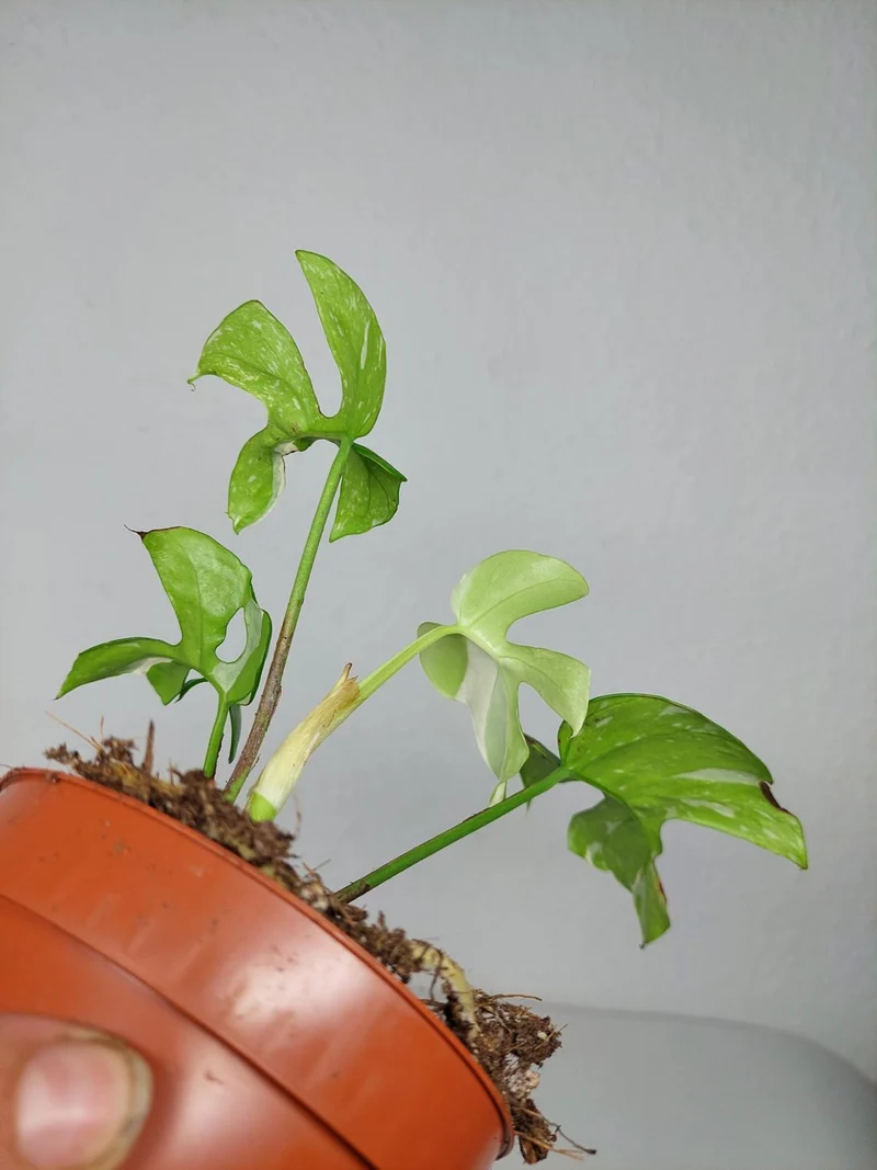 Monstera Minima (Raphidophora Tetrasperma) Thai Constellation