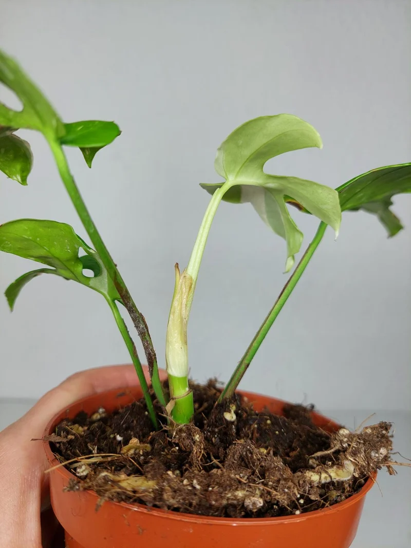 Monstera Minima (Raphidophora Tetrasperma) Thai Constellation