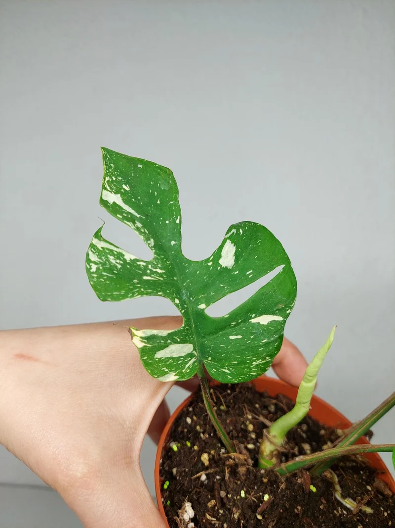 Monstera Minima (Raphidophora Tetrasperma) Thai Constellation