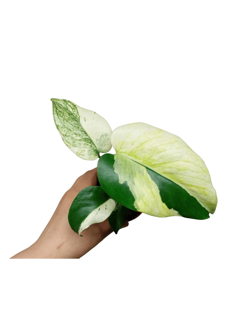 Monstera Jungle Mint