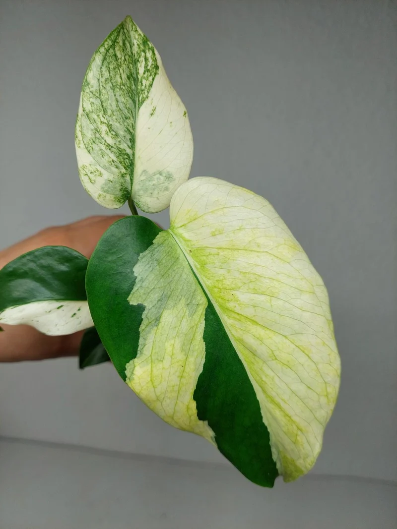 Monstera Jungle Mint