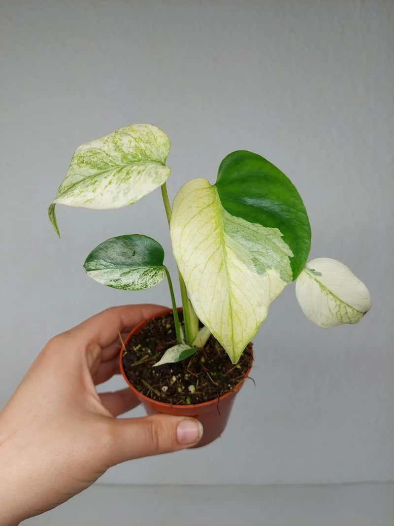 Monstera Jungle Mint