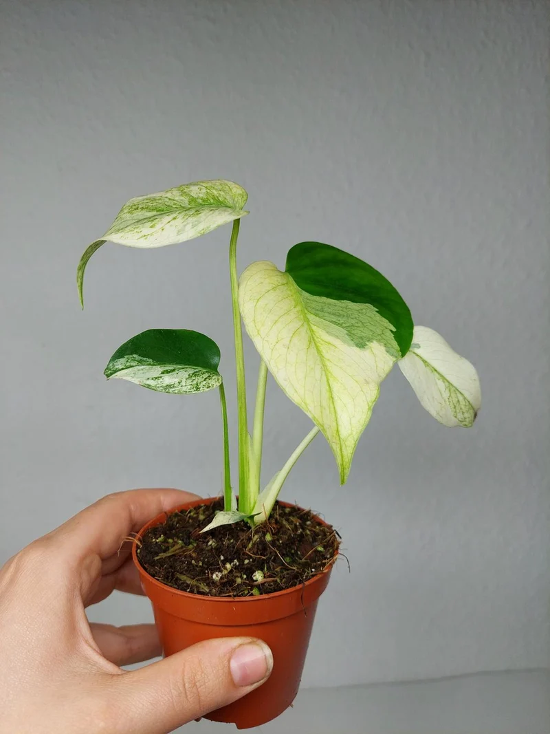 Monstera Jungle Mint