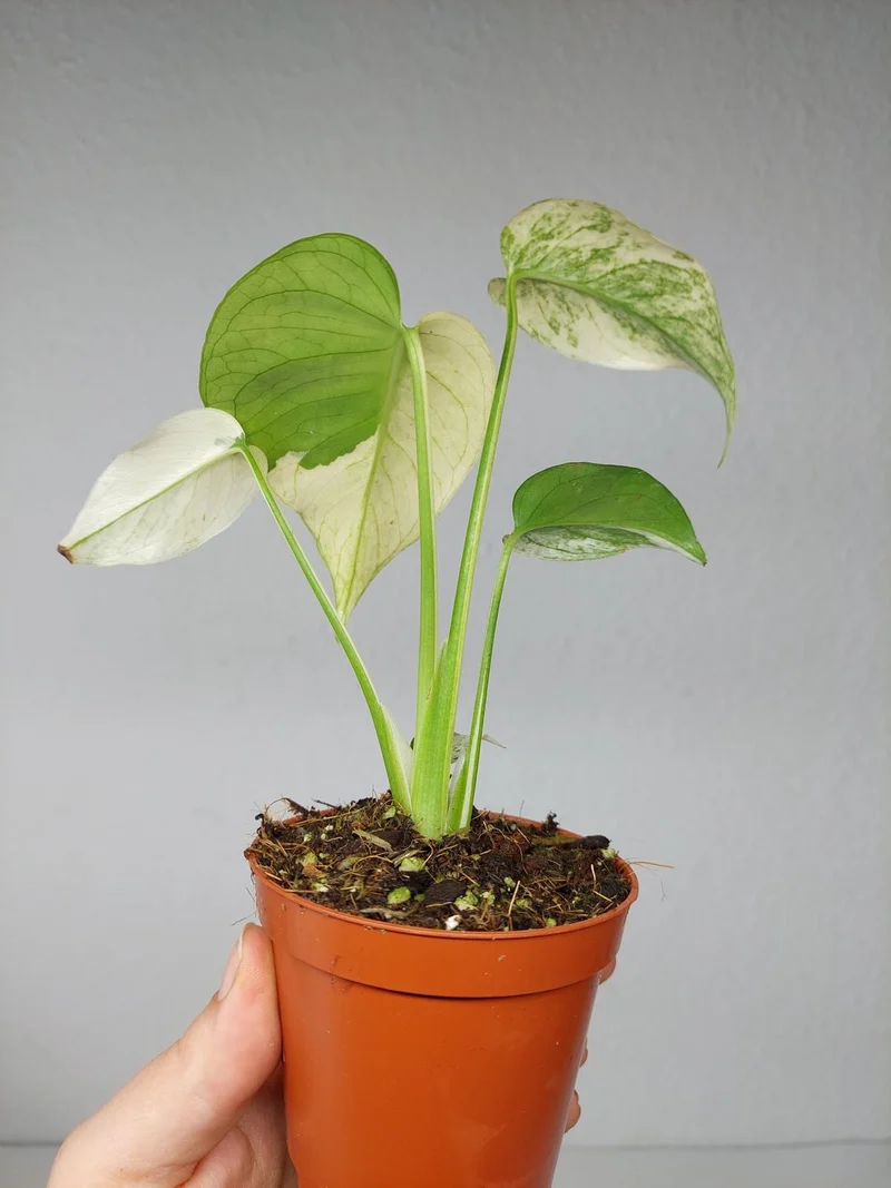 Monstera Jungle Mint