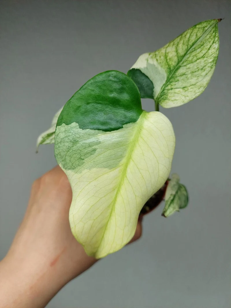 Monstera Jungle Mint