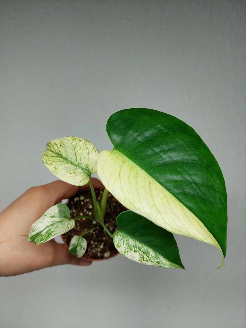 Monstera Jungle Mint