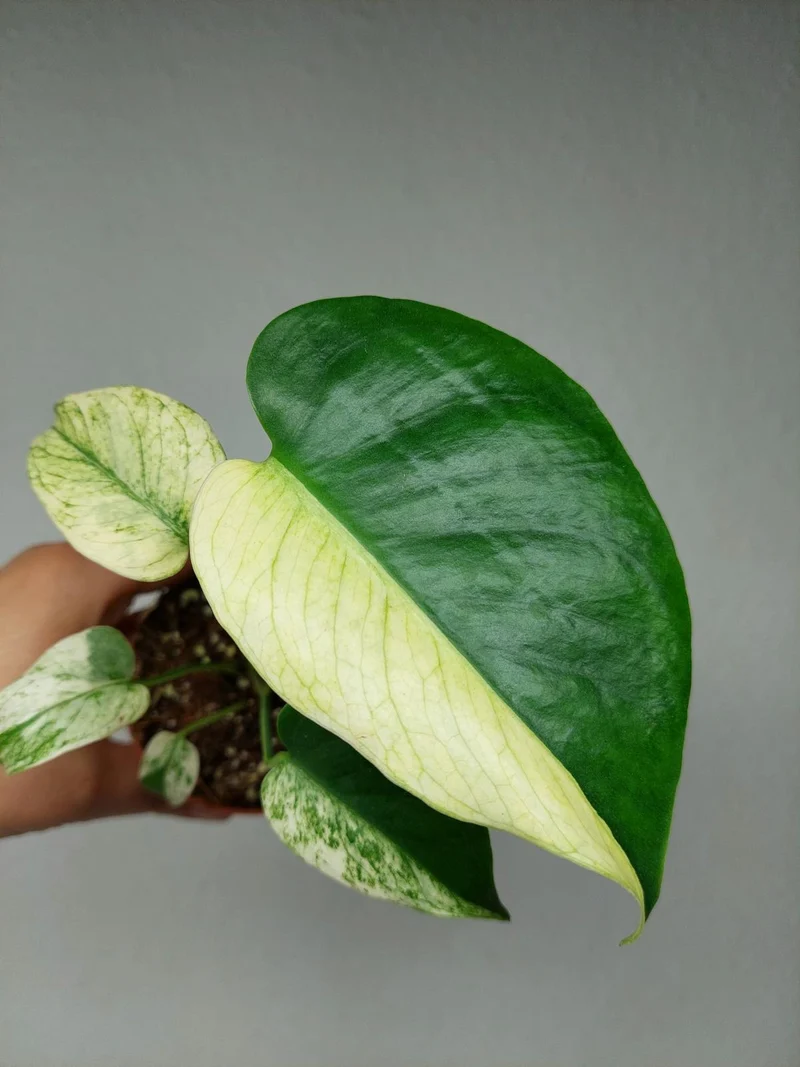 Monstera Jungle Mint