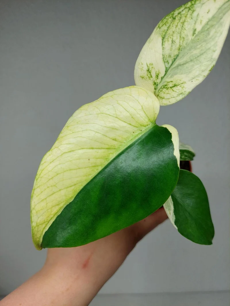 Monstera Jungle Mint