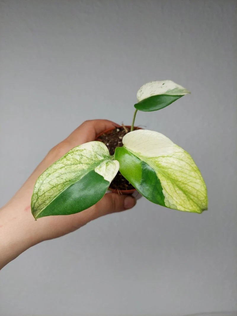 Monstera Jungle Mint