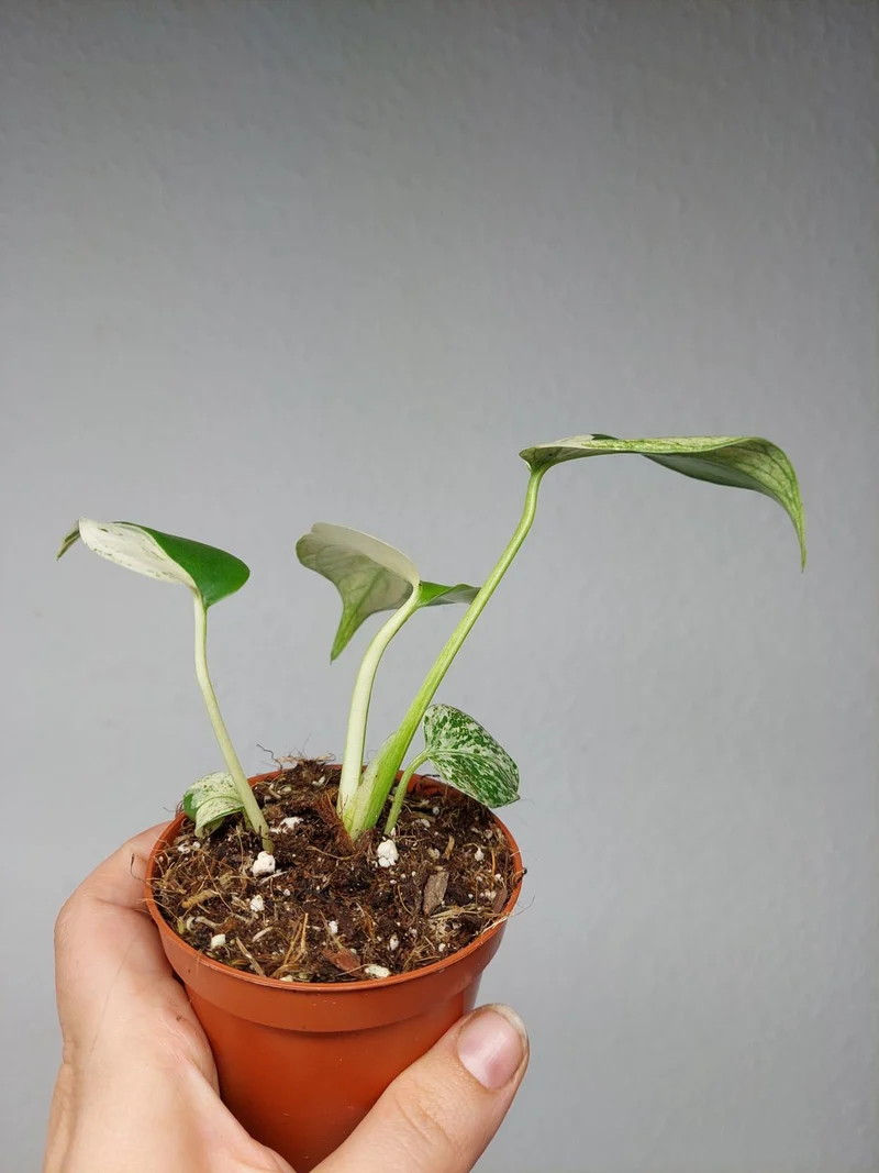 Monstera Jungle Mint