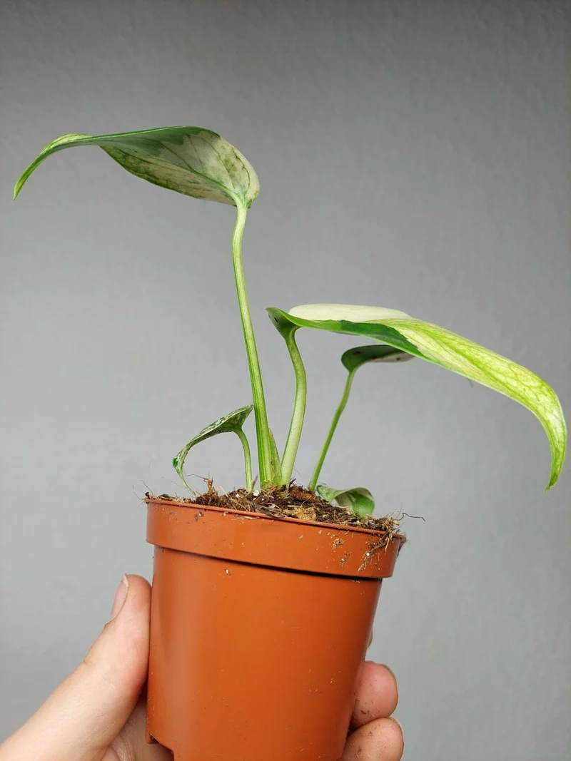Monstera Jungle Mint