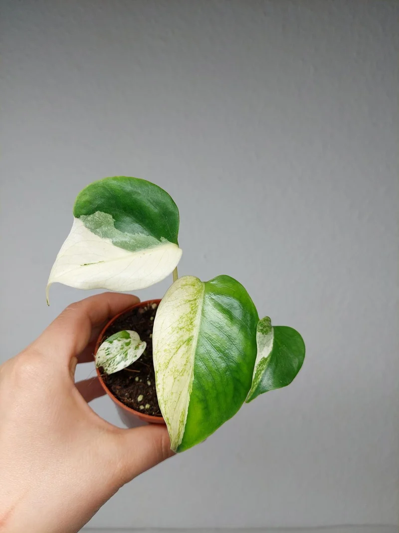 Monstera Jungle Mint