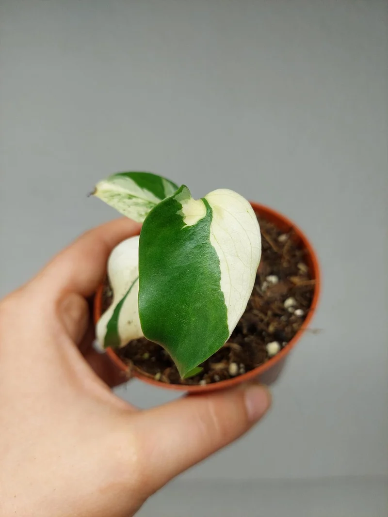 Monstera Jungle Mint