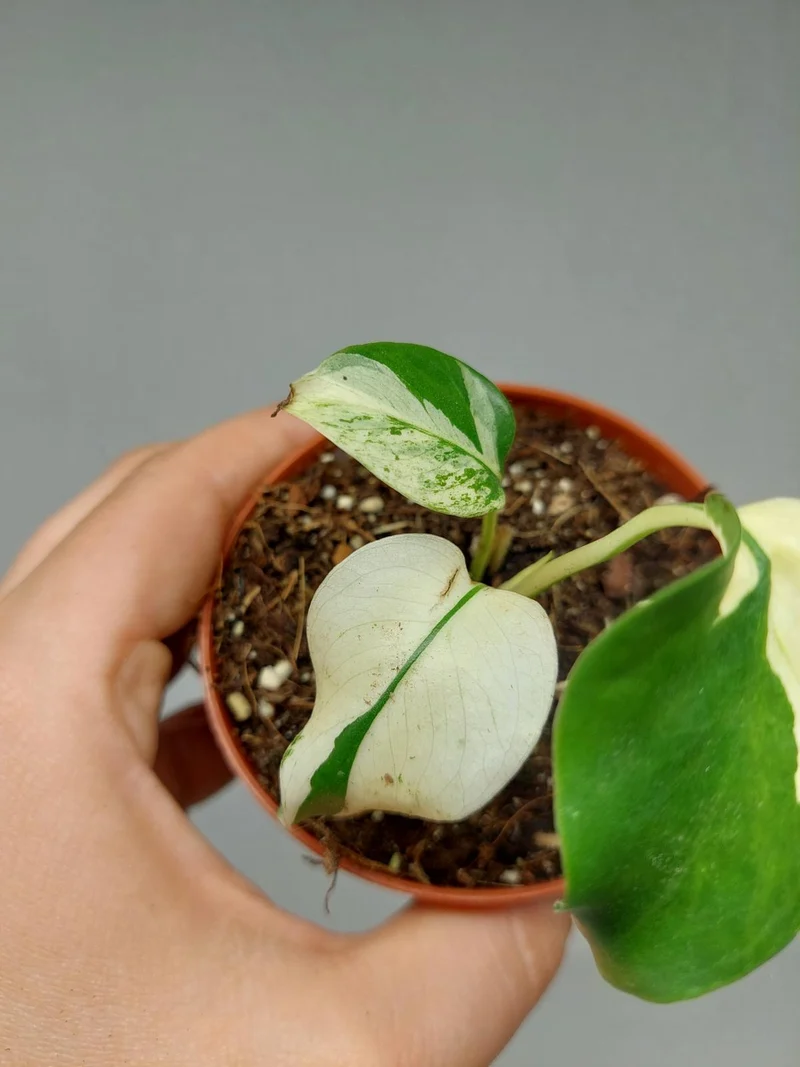 Monstera Jungle Mint