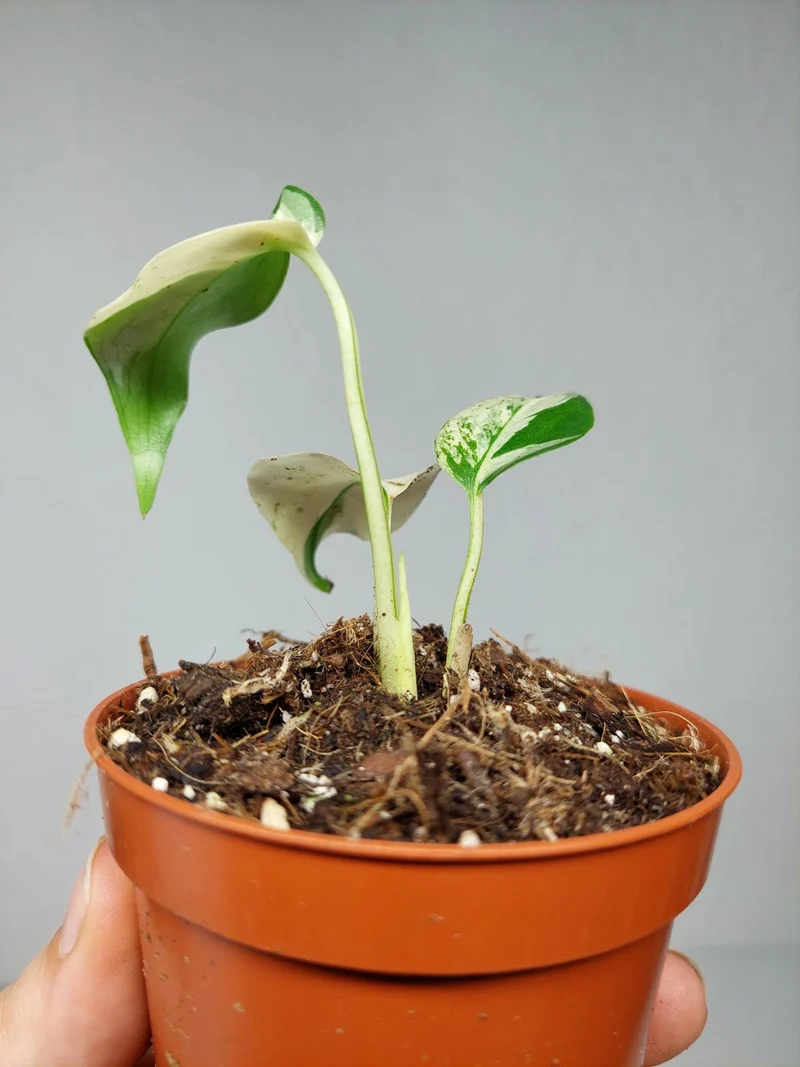 Monstera Jungle Mint