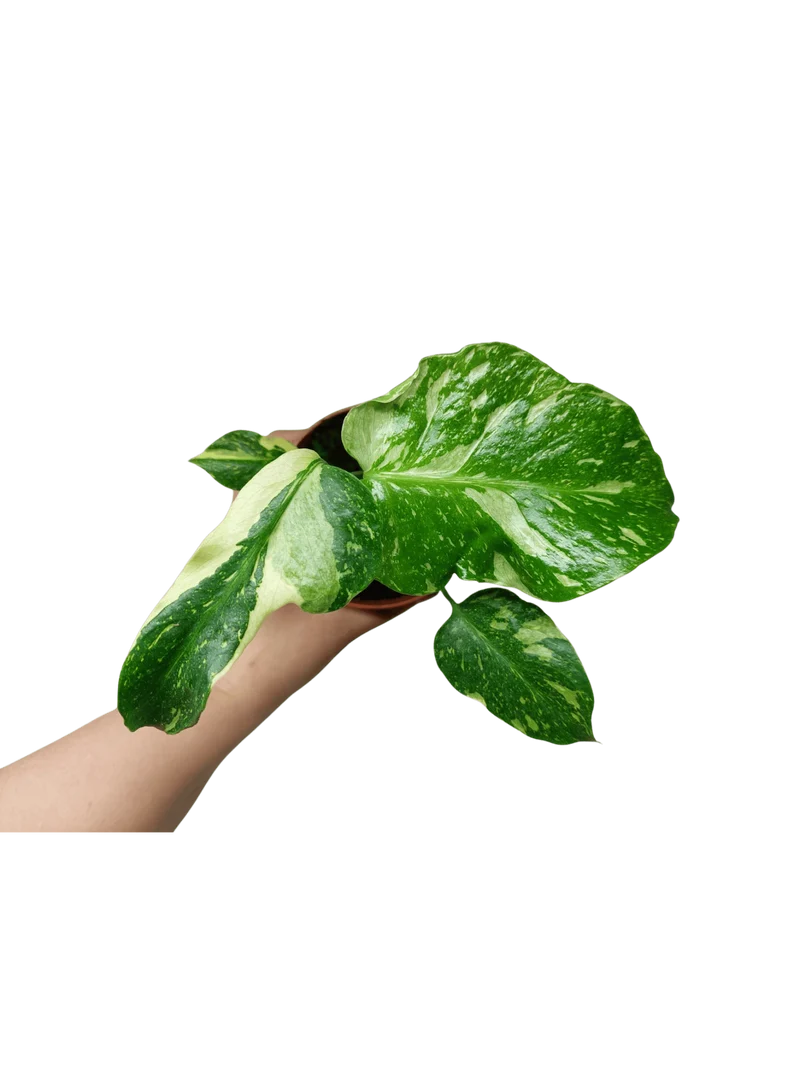Monstera Electrolight / Electrolyte