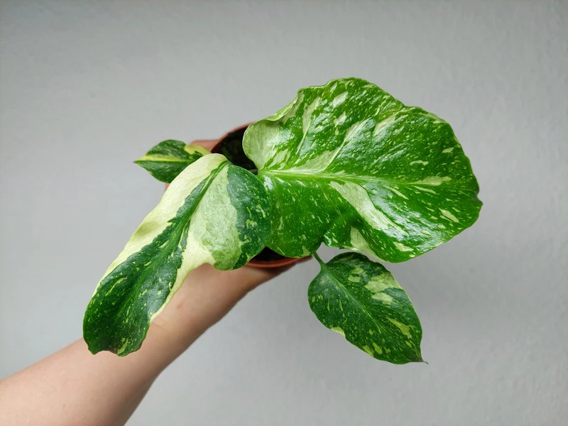 Monstera Electrolight / Electrolyte
