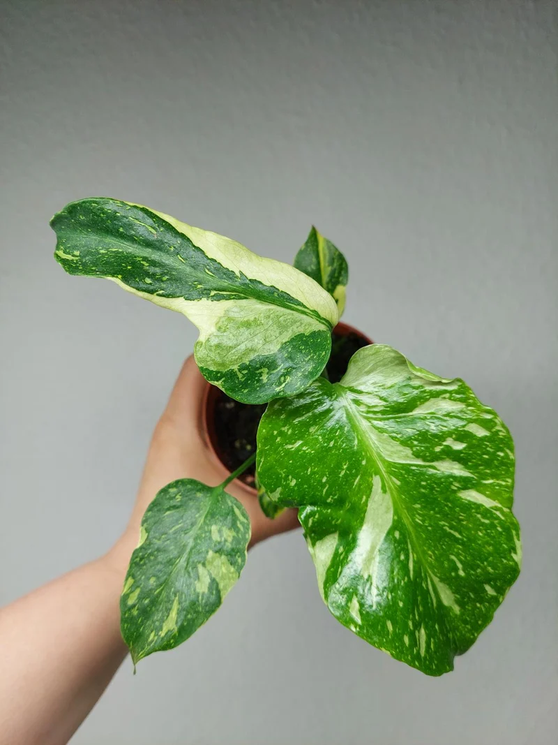 Monstera Electrolight / Electrolyte