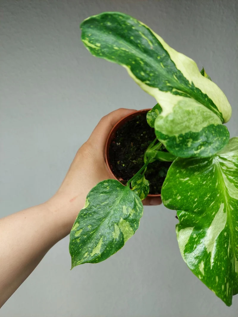 Monstera Electrolight / Electrolyte