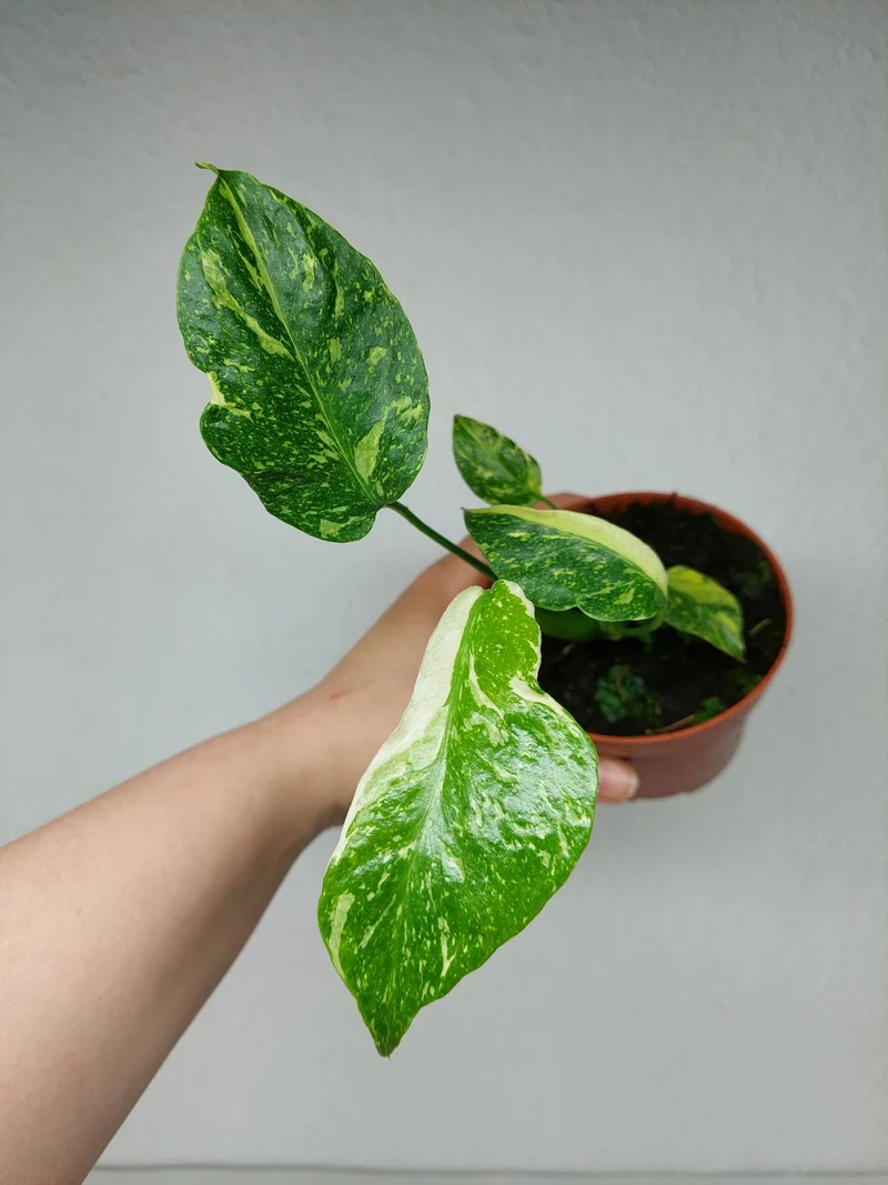 Monstera Electrolight / Electrolyte