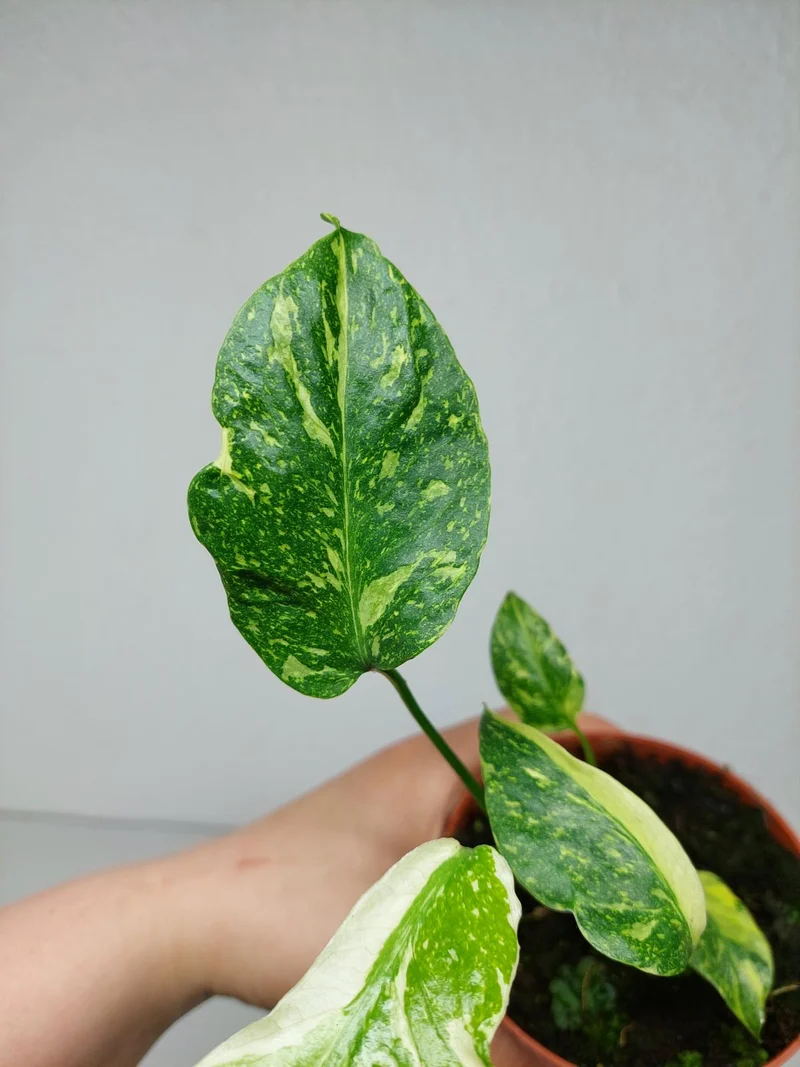 Monstera Electrolight / Electrolyte