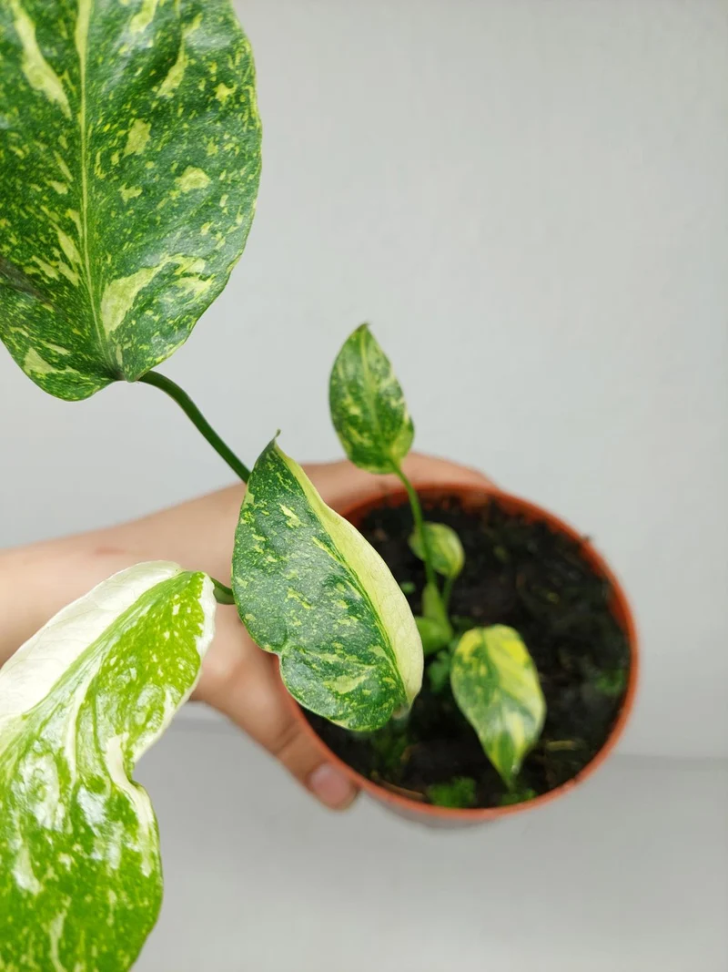 Monstera Electrolight / Electrolyte