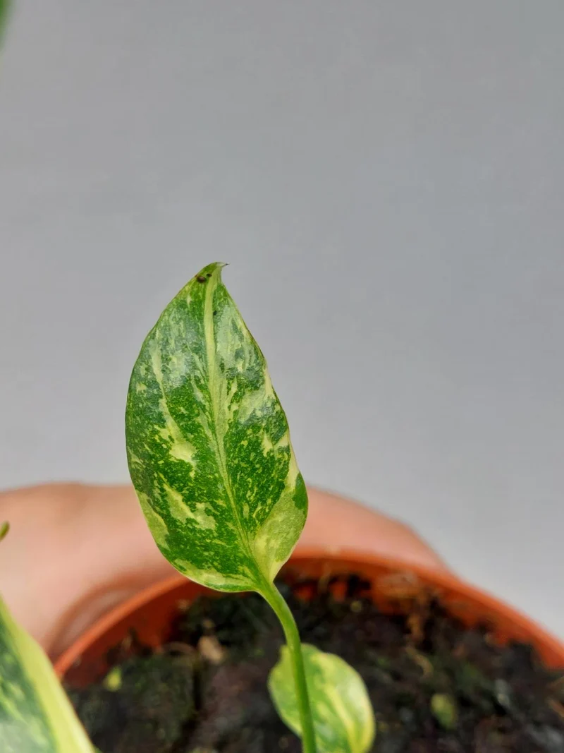 Monstera Electrolight / Electrolyte