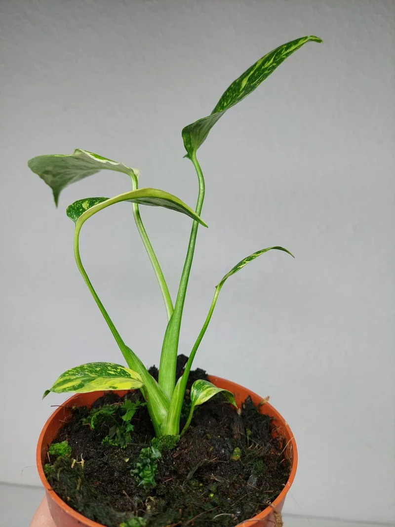 Monstera Electrolight / Electrolyte