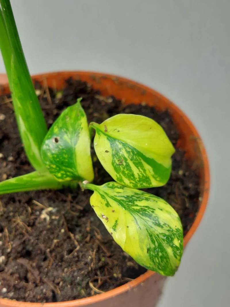 Monstera Electrolight / Electrolyte