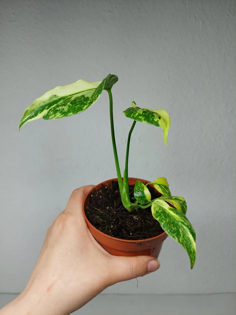 Monstera Electrolight / Electrolyte