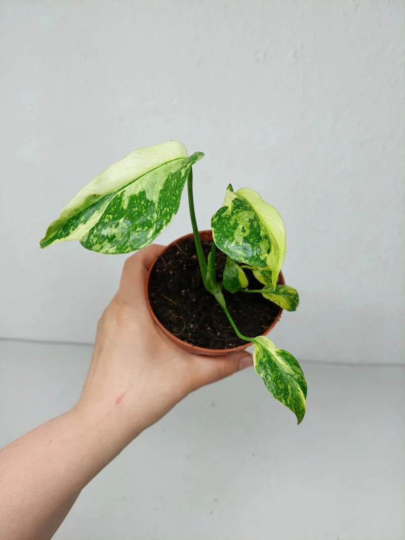Monstera Electrolight / Electrolyte