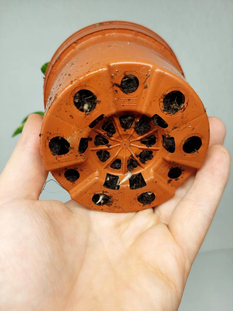 Monstera Electrolight / Electrolyte