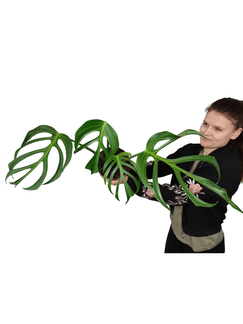 Monstera Burle Marx Flame Adult