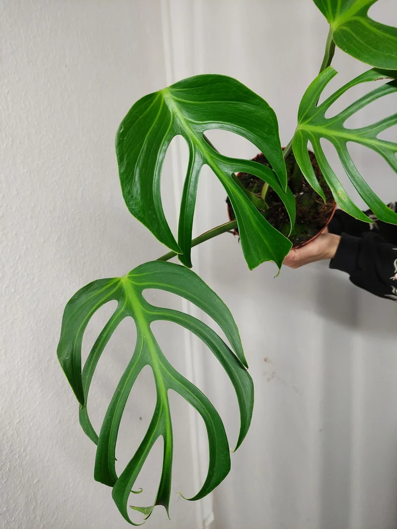 Monstera Burle Marx Flame Adult