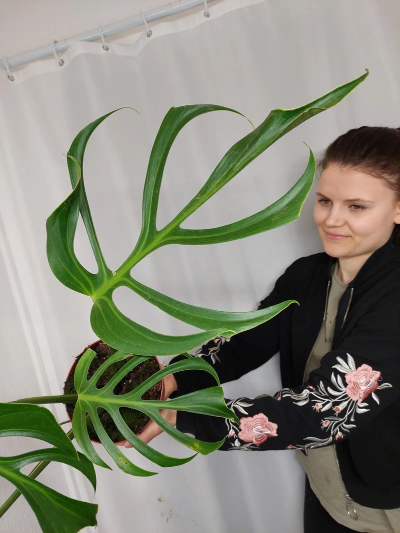 Monstera Burle Marx Flame Adult