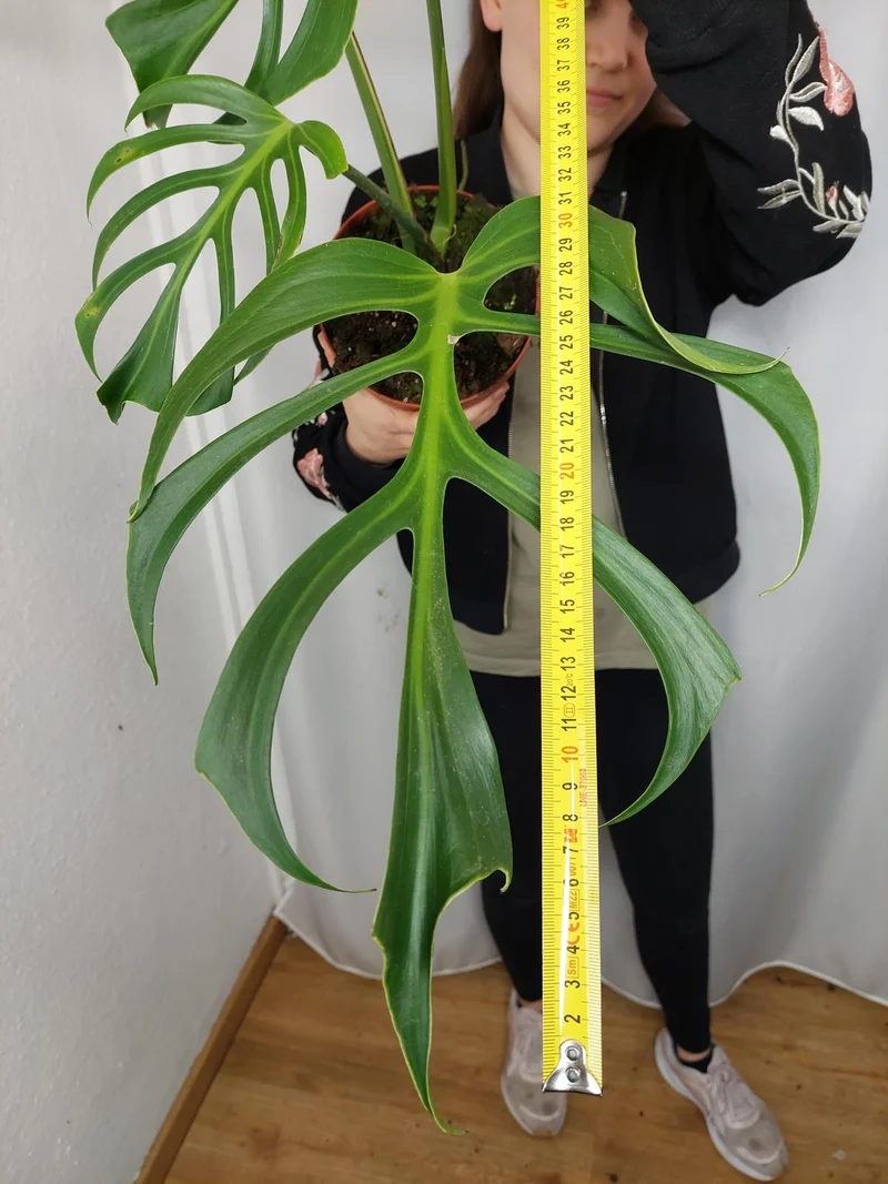 Monstera Burle Marx Flame Adult