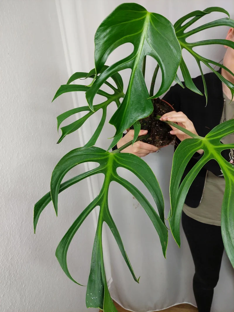 Monstera Burle Marx Flame Adult