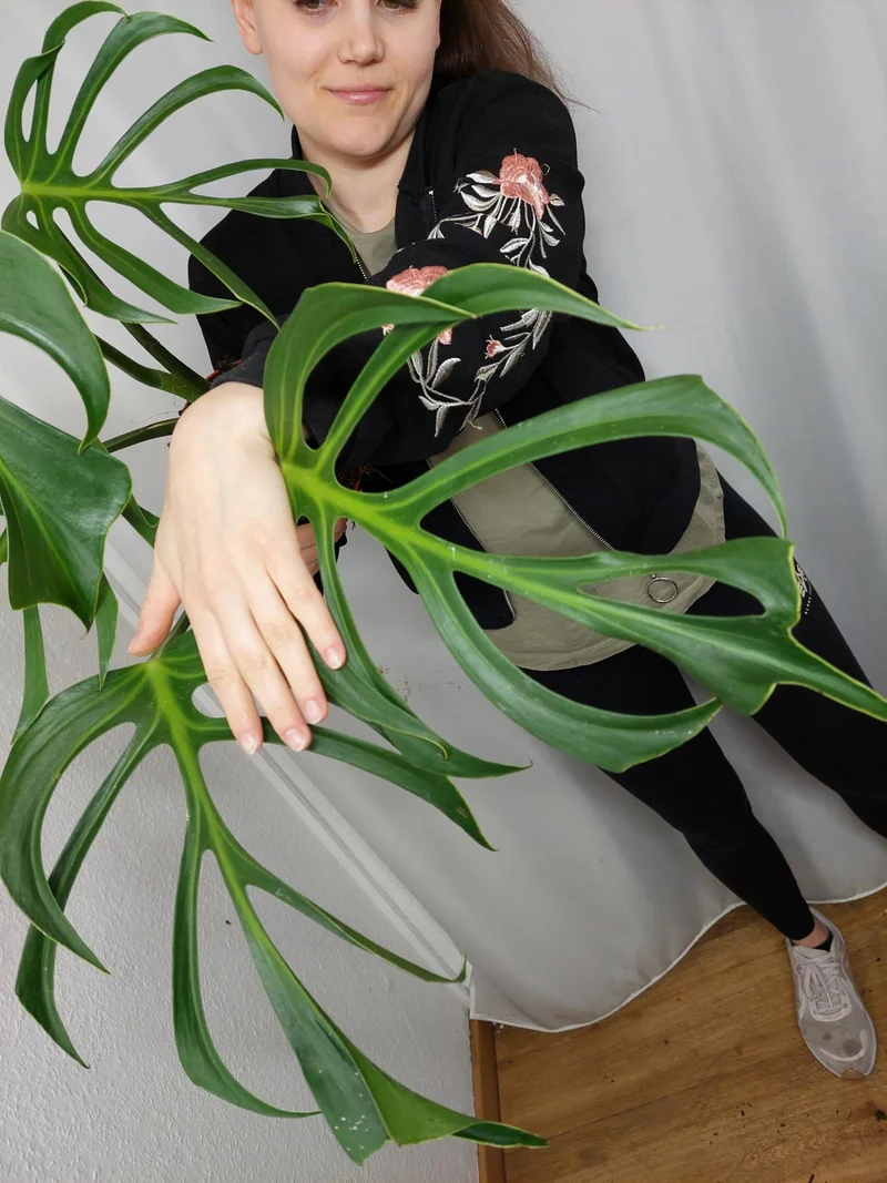 Monstera Burle Marx Flame Adult