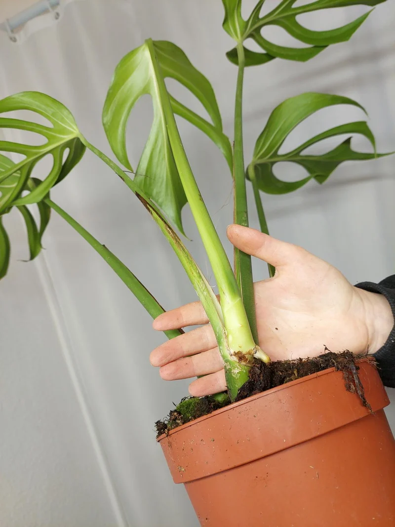 Monstera Burle Marx Flame Adult