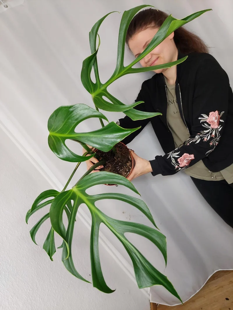 Monstera Burle Marx Flame Adult