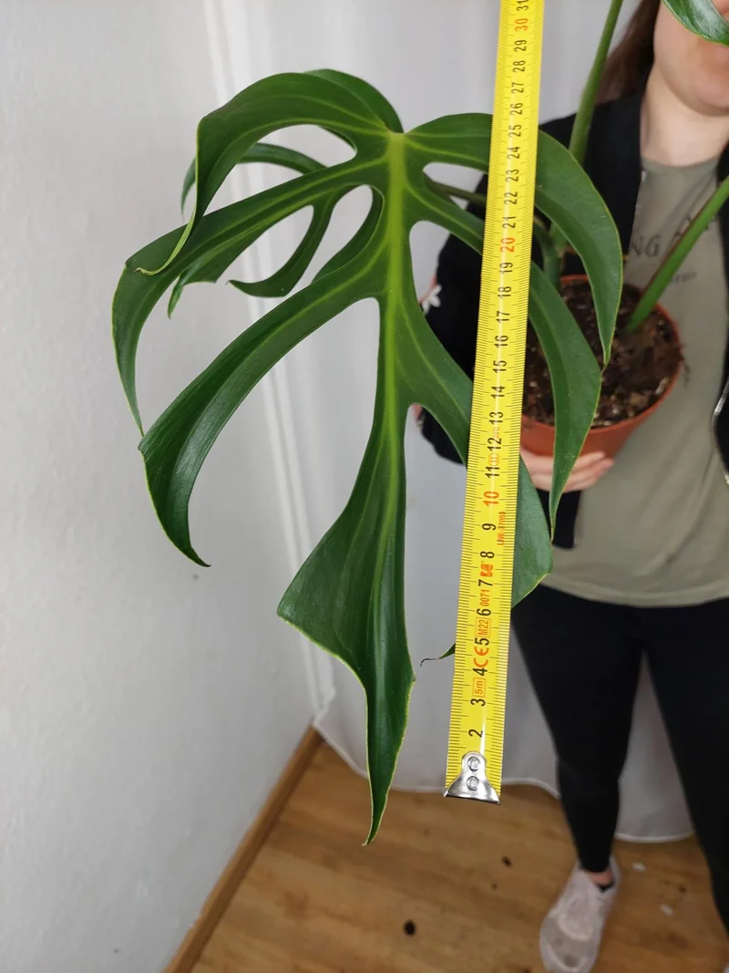 Monstera Burle Marx Flame Adult