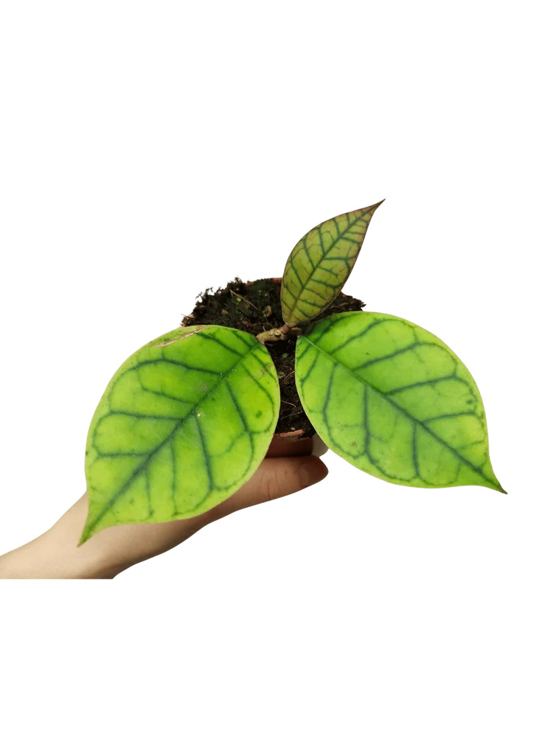 Hoya Callistophylla
