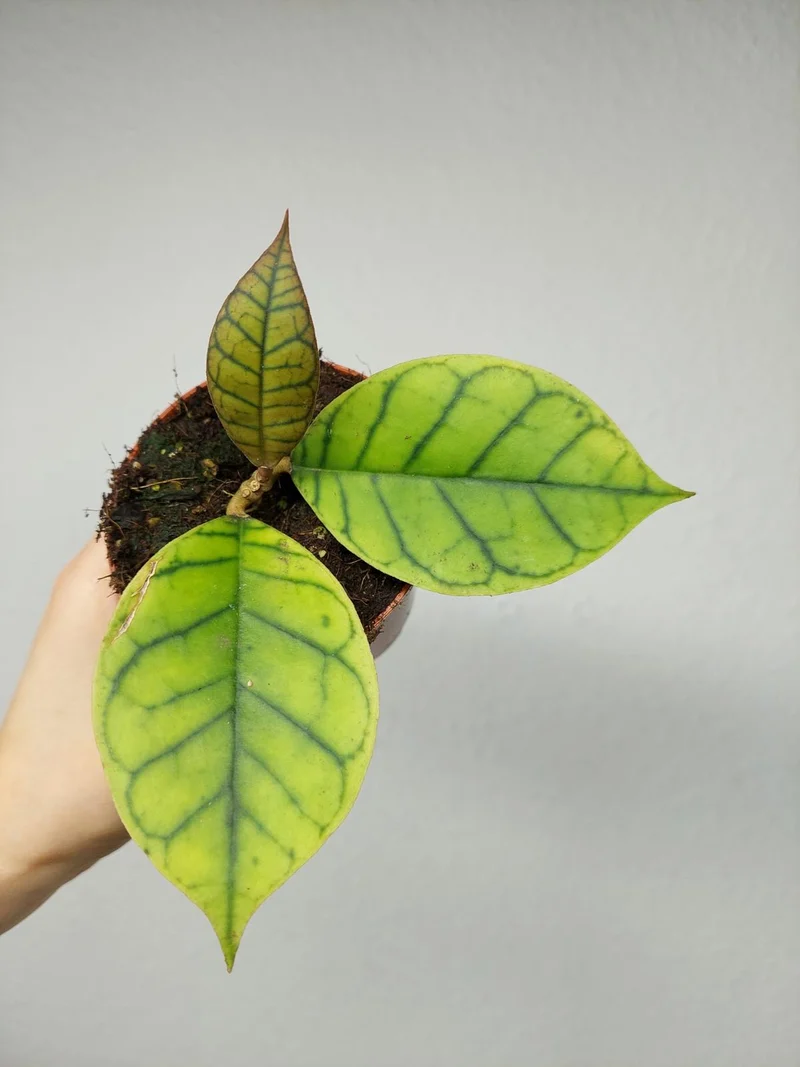 Hoya Callistophylla