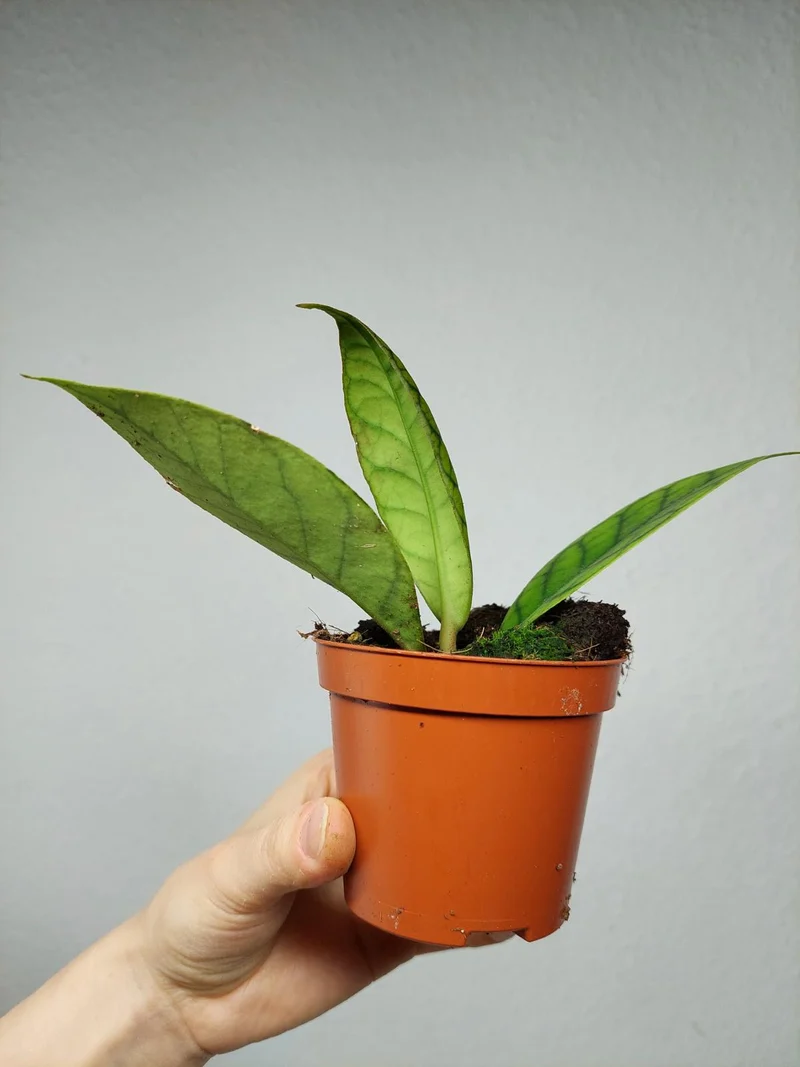Hoya Callistophylla