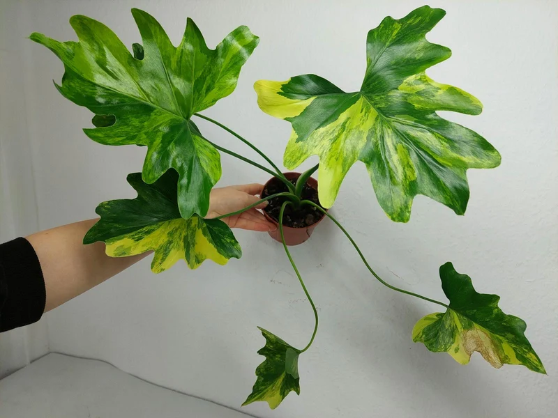 Thaumatophyllum Williamsii Aurea Variegata