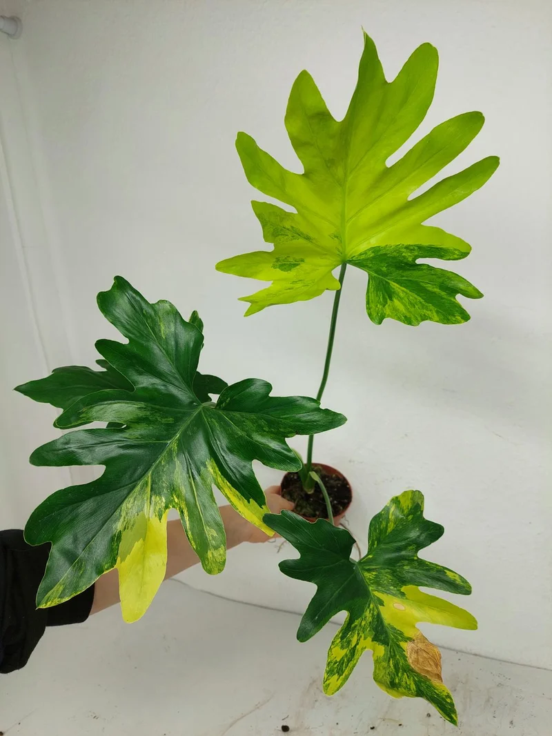 Thaumatophyllum Williamsii Aurea Variegata