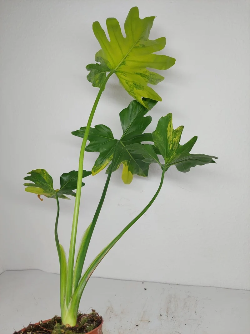 Thaumatophyllum Williamsii Aurea Variegata
