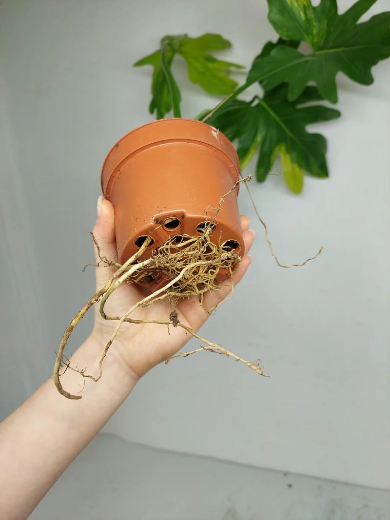 Thaumatophyllum Williamsii Aurea Variegata