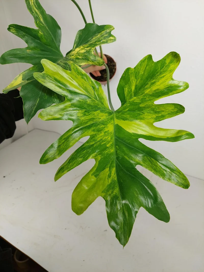 Thaumatophyllum Williamsii Aurea Variegata
