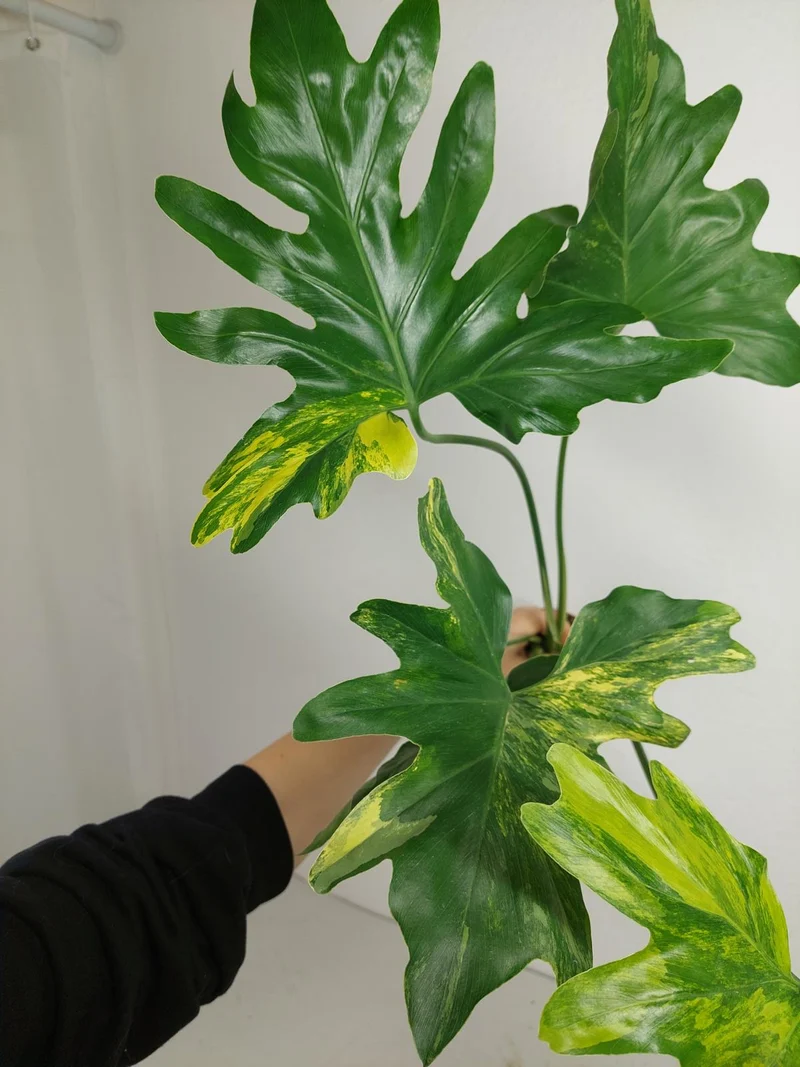 Thaumatophyllum Williamsii Aurea Variegata